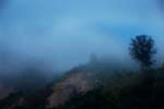 Elaine Batton_mekong morning - Lone tree far