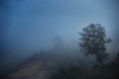 Elaine Batton_mekong morning - Lone tree near