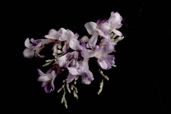 Stillness-of-the-Dance